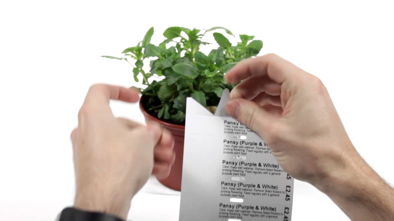 Load video: Printing Stick-In Plant Labels