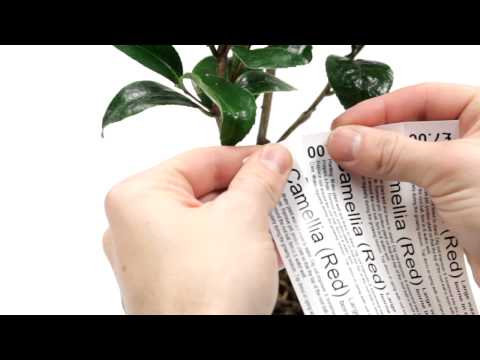 230mm x 25mm Self-Tie Loop-Lock Plant Tag from Labelzone – Labels4Plants